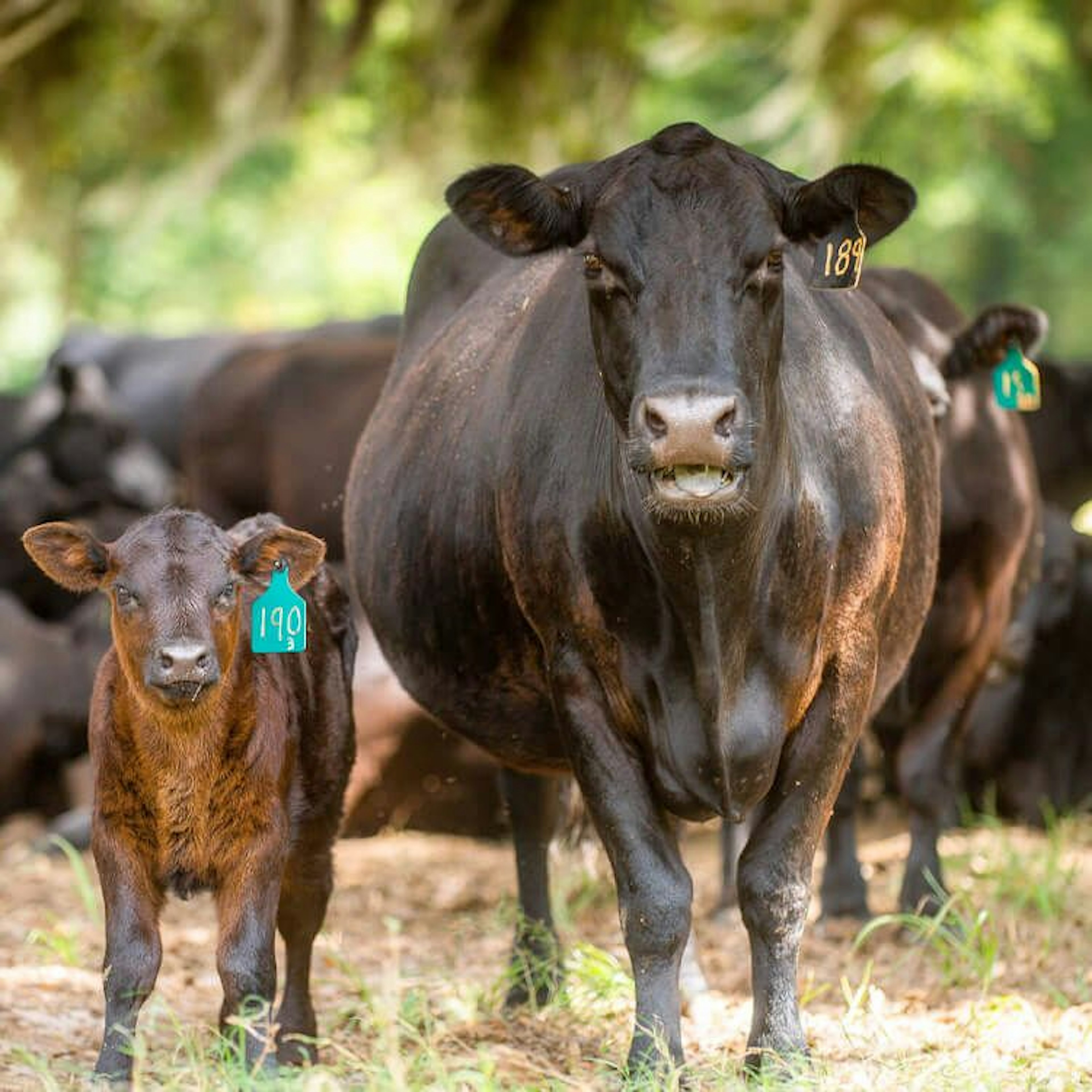 Baldwin Angus Cattle