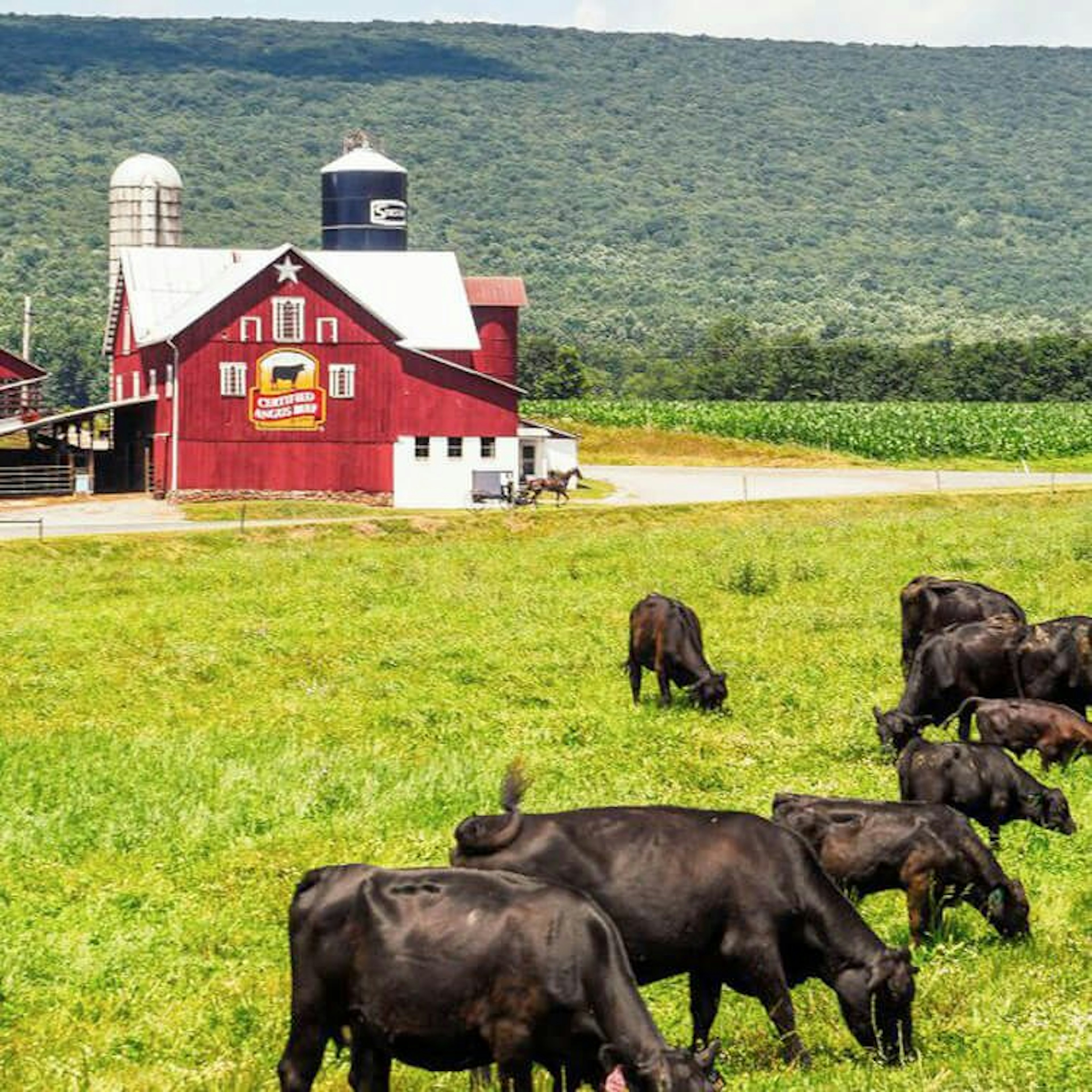 Angus Cattle