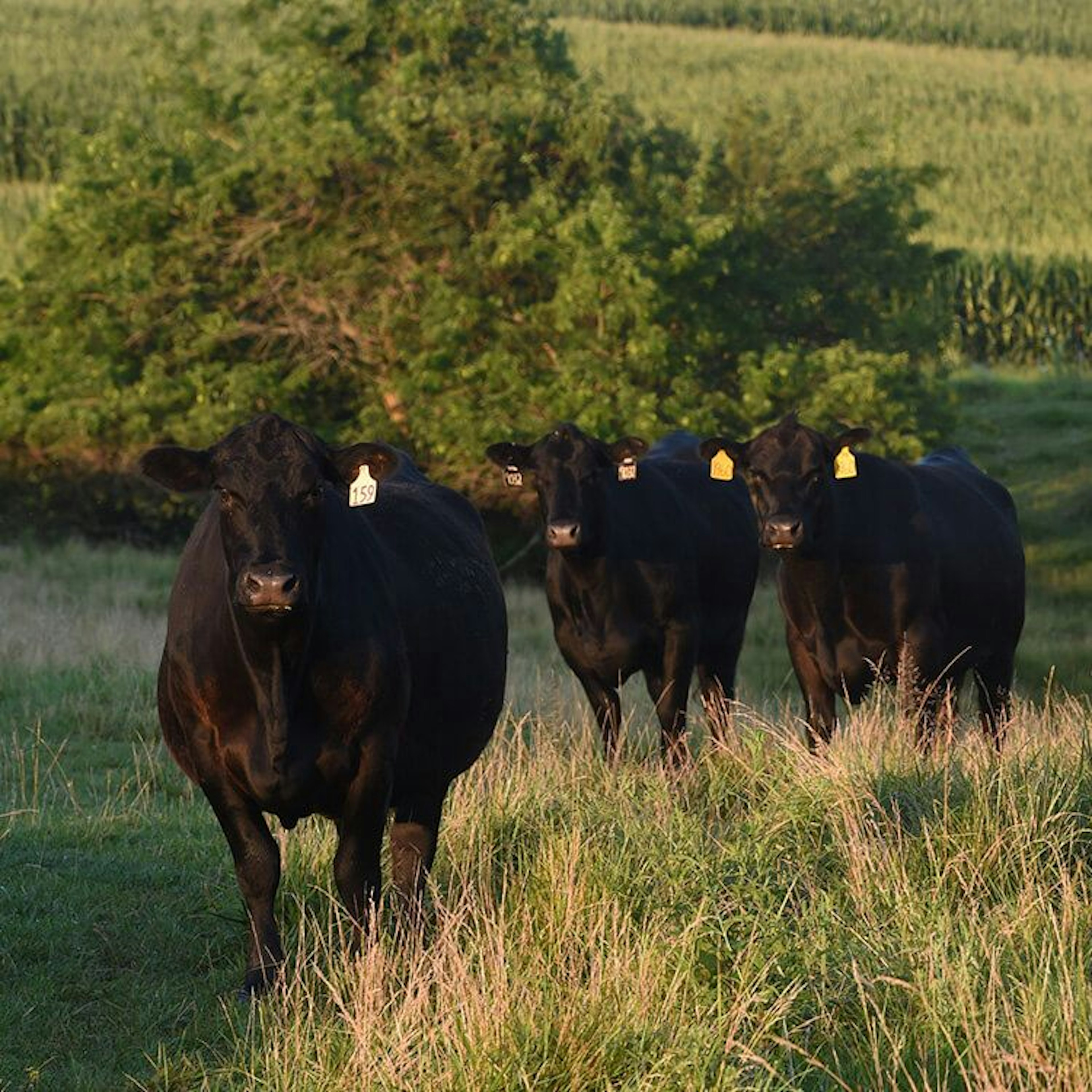 Schroeder Angus Cattle